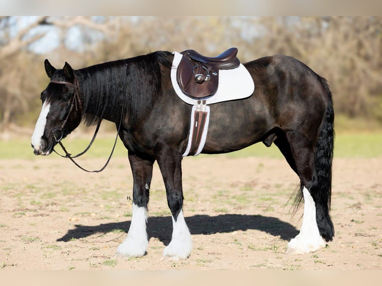 Shire Horse Caballo castrado 8 años 163 cm Castaño rojizo in weatherford TX