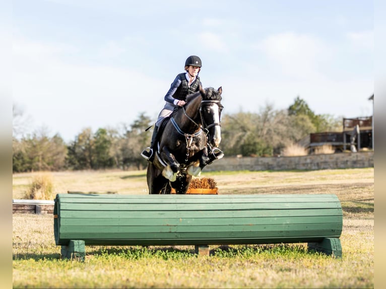 Shire Horse Caballo castrado 8 años 163 cm Castaño rojizo in weatherford TX