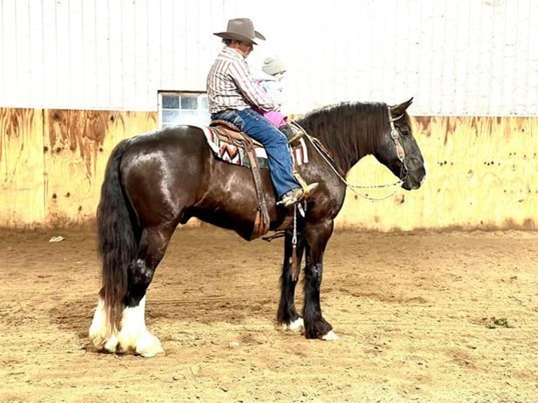 Shire Horse Caballo castrado 9 años 163 cm Negro in Zearing, IA