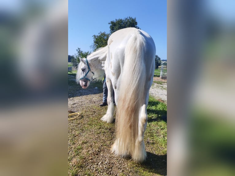 Shire Horse Étalon 10 Ans 193 cm Gris in Ried im Innkreis