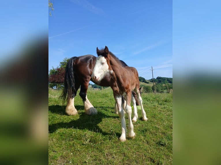 Shire Horse Étalon 1 Année 146 cm Bai in Gnas