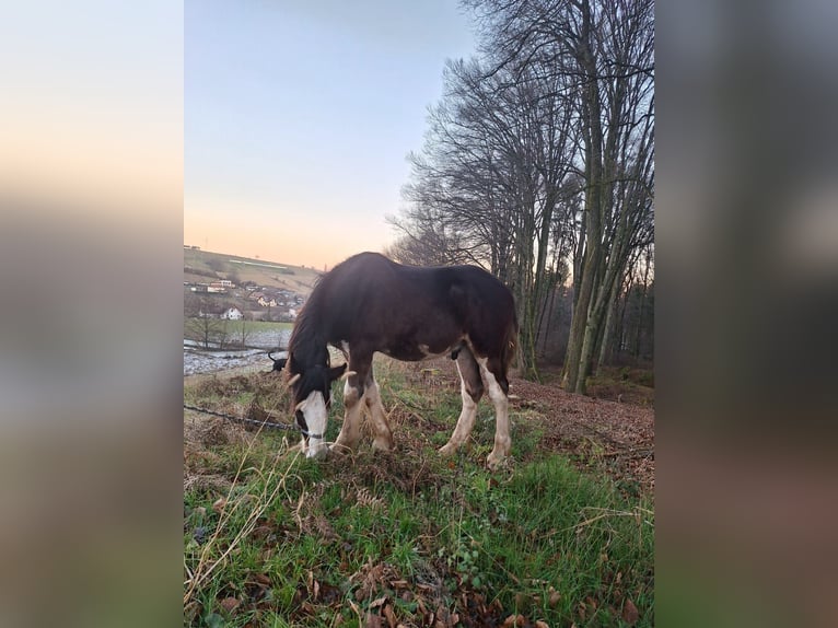 Shire Horse Étalon 1 Année 146 cm Bai in Gnas