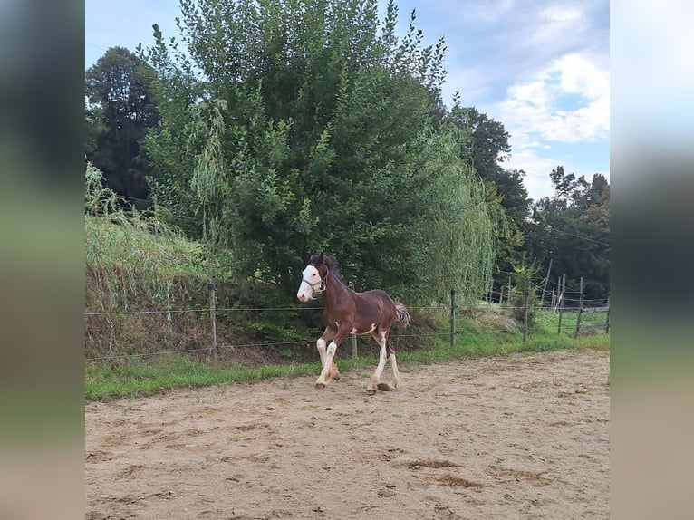 Shire Horse Étalon 1 Année 146 cm Bai in Gnas