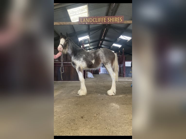 Shire Horse Étalon 1 Année 173 cm Rouan Rouge in York