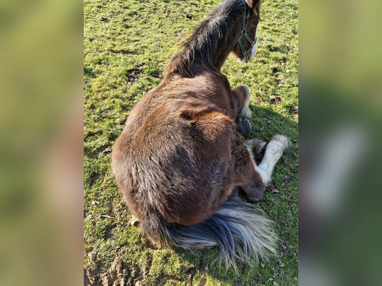 Shire Horse Étalon 1 Année 180 cm Bai cerise in Confolens