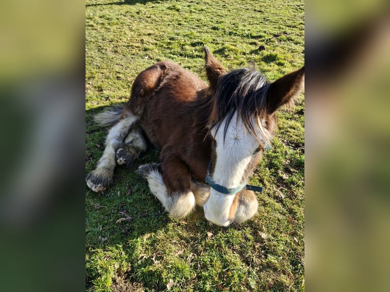 Shire Horse Étalon 1 Année 180 cm Bai cerise in Confolens