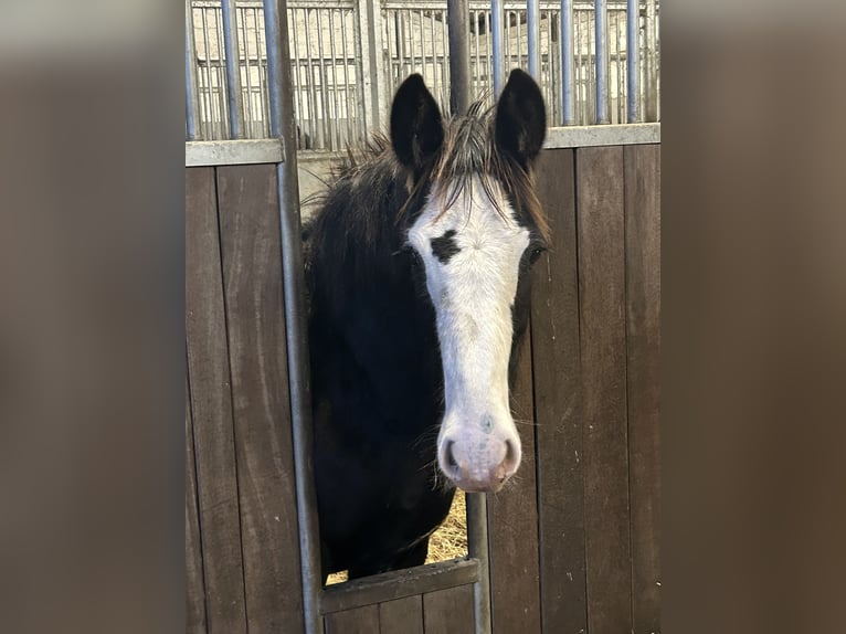 Shire Horse Étalon 1 Année 185 cm Noir in BergeBippen