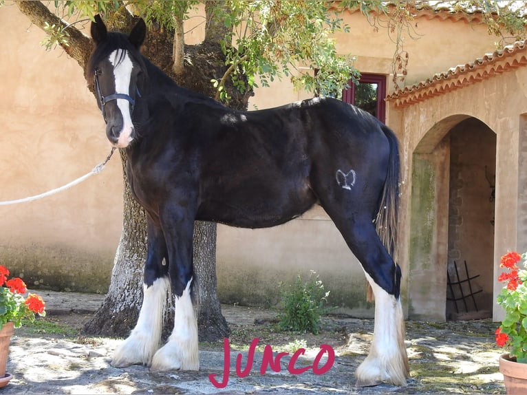 Shire Horse Étalon 1 Année in Yecla De Yeltes