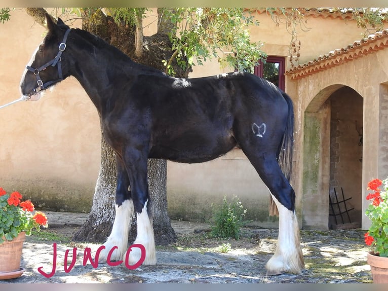 Shire Horse Étalon 1 Année in Yecla De Yeltes