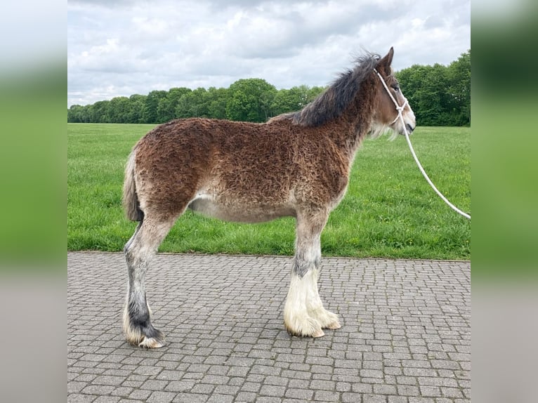 Shire Horse Étalon 1 Année Bai in Friedeburg
