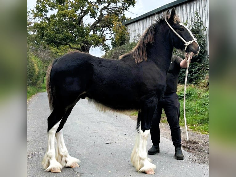 Shire Horse Étalon 1 Année in whitegate