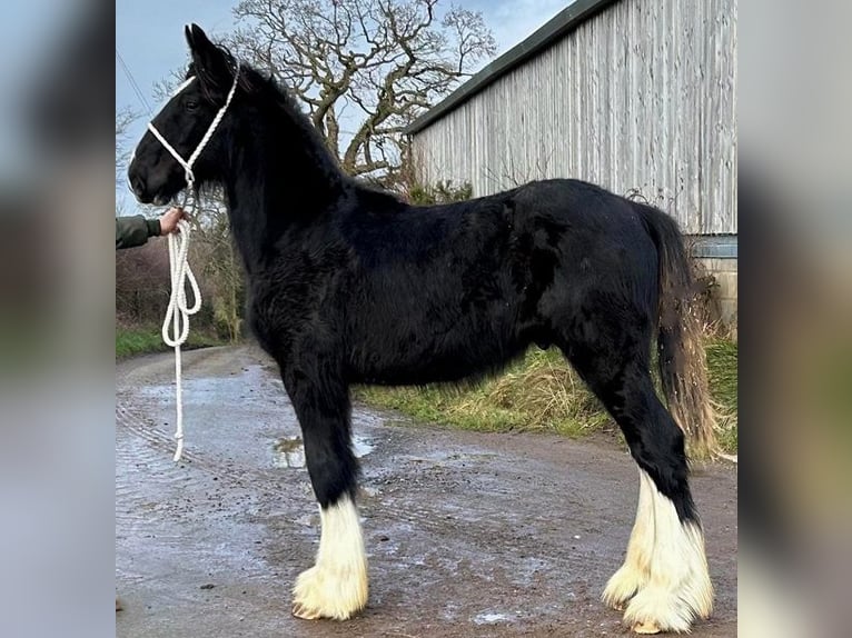 Shire Horse Étalon 1 Année in marbury