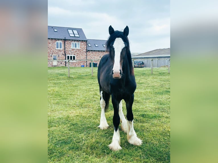 Shire Horse Étalon 1 Année in whitegate