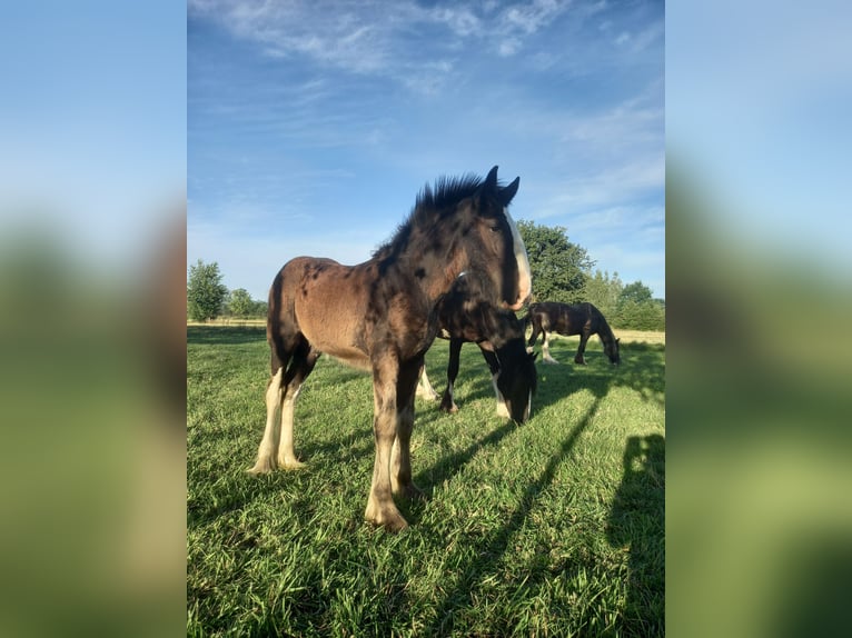 Shire Horse Étalon 1 Année Noir in Jedlnia-Letnisko