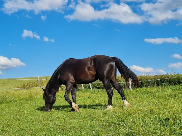 Shire Horse Croisé Étalon 2 Ans 165 cm Noir in Herscheid