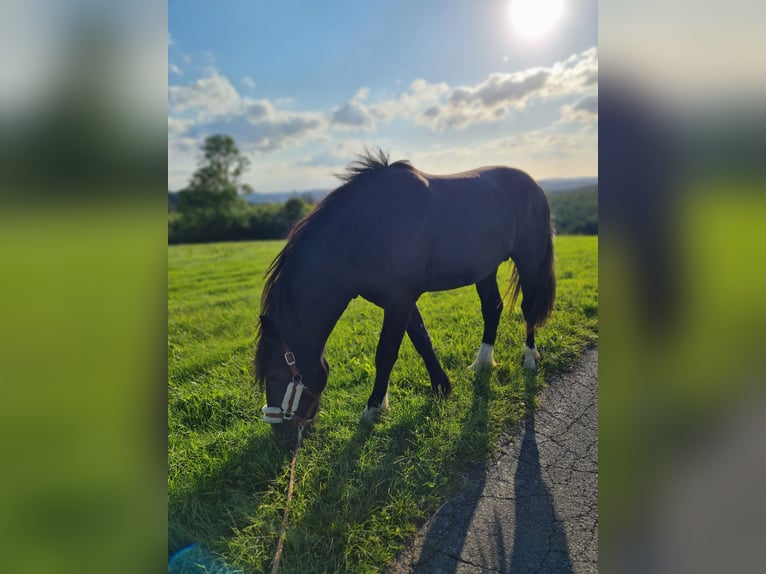 Shire Horse Croisé Étalon 2 Ans 165 cm Noir in Herscheid