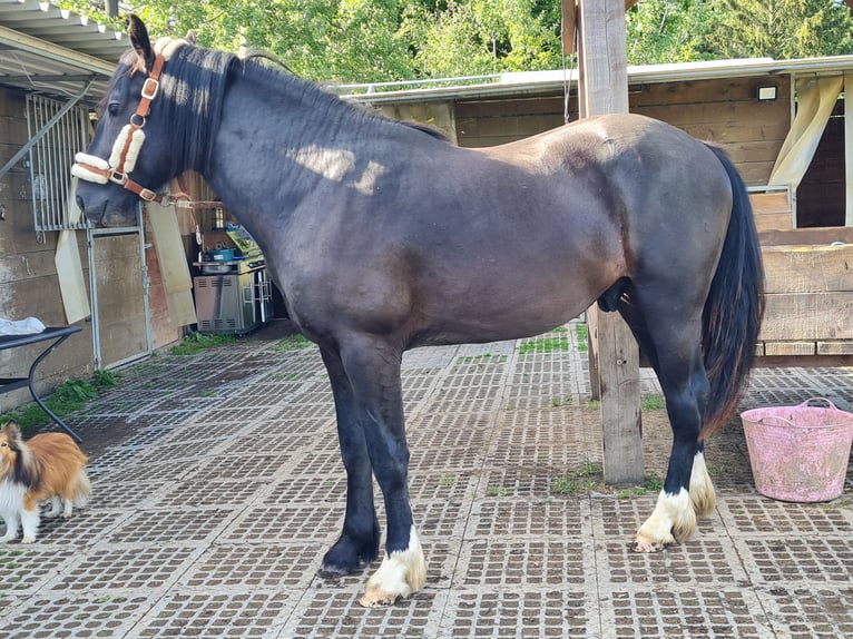 Shire Horse Croisé Étalon 2 Ans 165 cm Noir in Herscheid