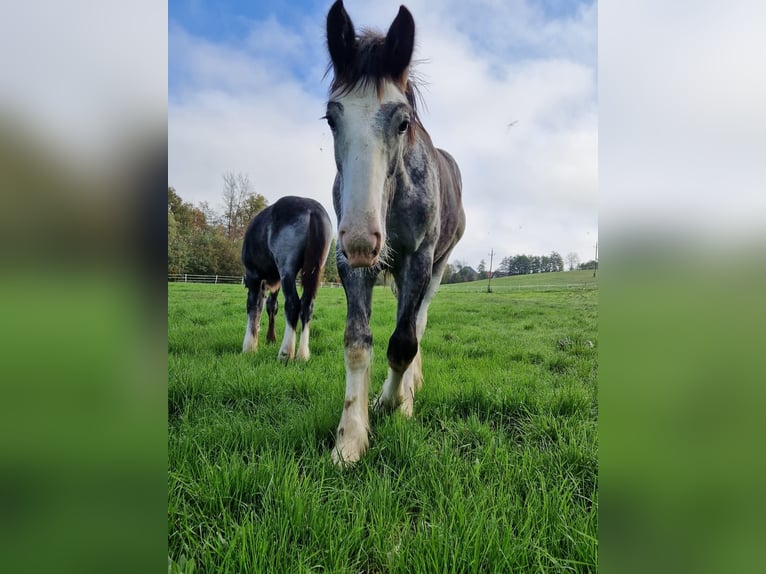 Shire Horse Étalon 2 Ans 172 cm Gris in Ried im Innkreis