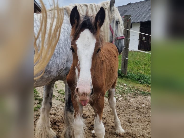 Shire Horse Étalon 2 Ans 180 cm Bai in Bad Füssing