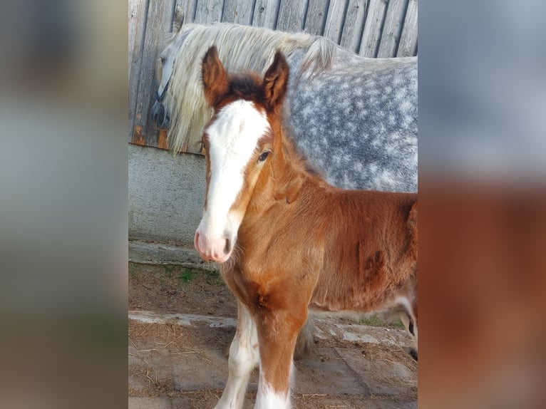 Shire Horse Étalon 2 Ans 180 cm Bai in Bad Füssing