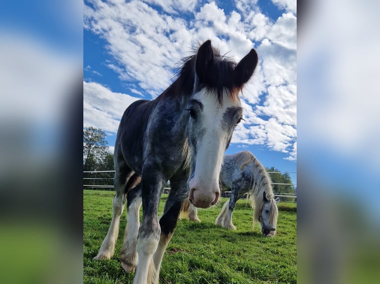 Shire Horse Étalon 2 Ans 180 cm Gris in Ried im Innkreis