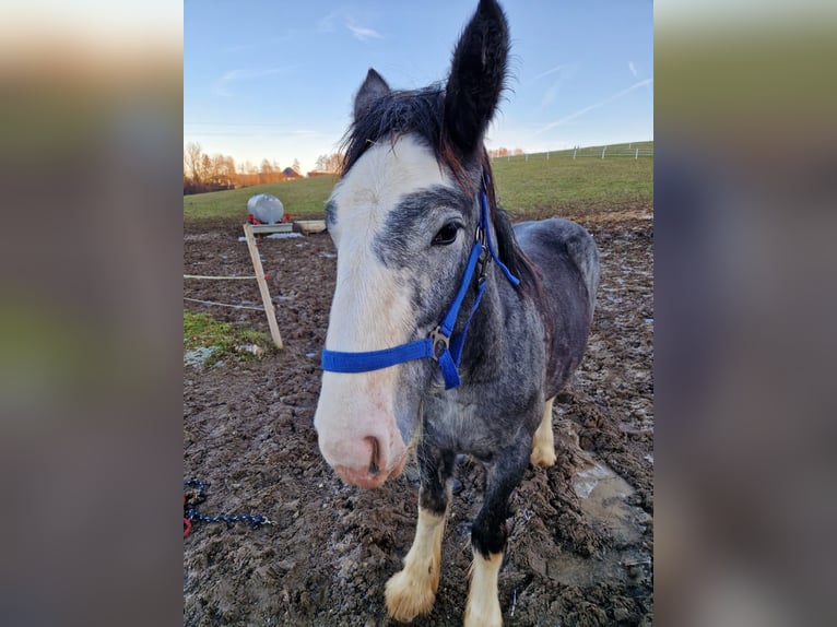 Shire Horse Étalon 2 Ans 180 cm Gris in Ried im Innkreis