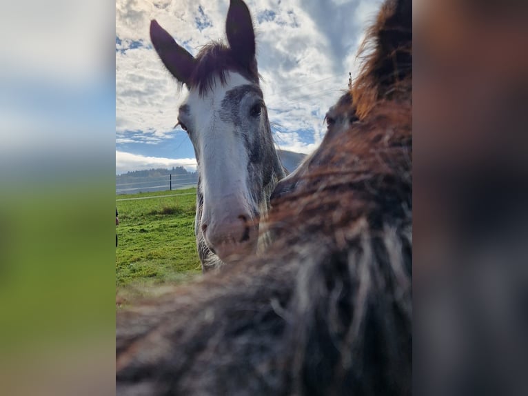 Shire Horse Étalon 2 Ans 180 cm Gris in Ried im Innkreis