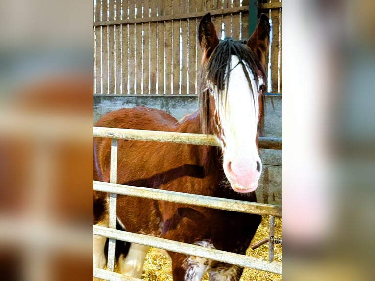 Shire Horse Étalon 2 Ans in marbury