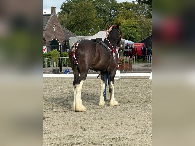 Shire Horse Étalon 2 Ans Noir in Witteveen Shire Horse Étalon 2 Ans Noir in Witteveen