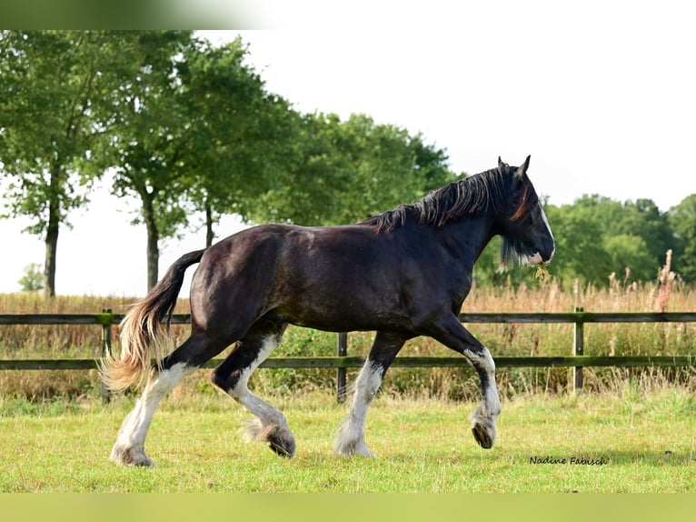 Shire Horse Étalon 2 Ans Noir in Witteveen Shire Horse Étalon 2 Ans Noir in Witteveen