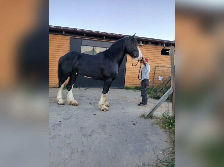 Shire Horse Étalon 3 Ans 190 cm Pinto in Siedlce