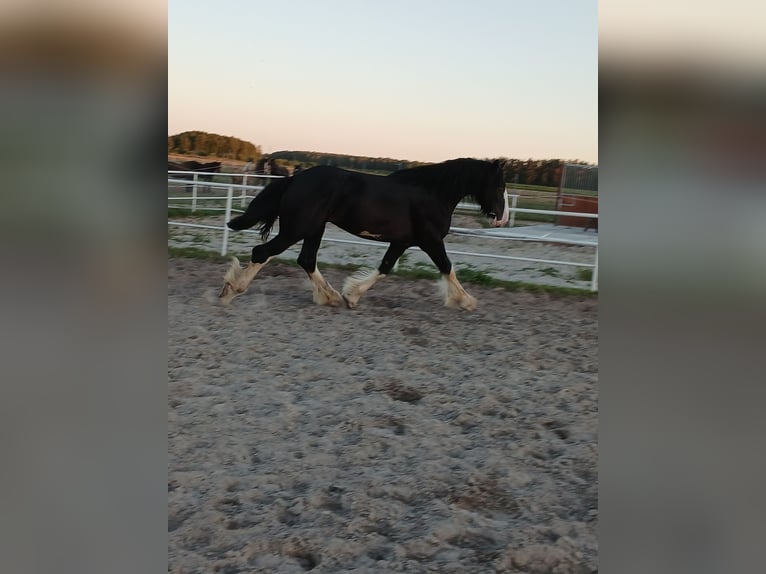 Shire Horse Étalon 3 Ans 190 cm Pinto in Siedlce