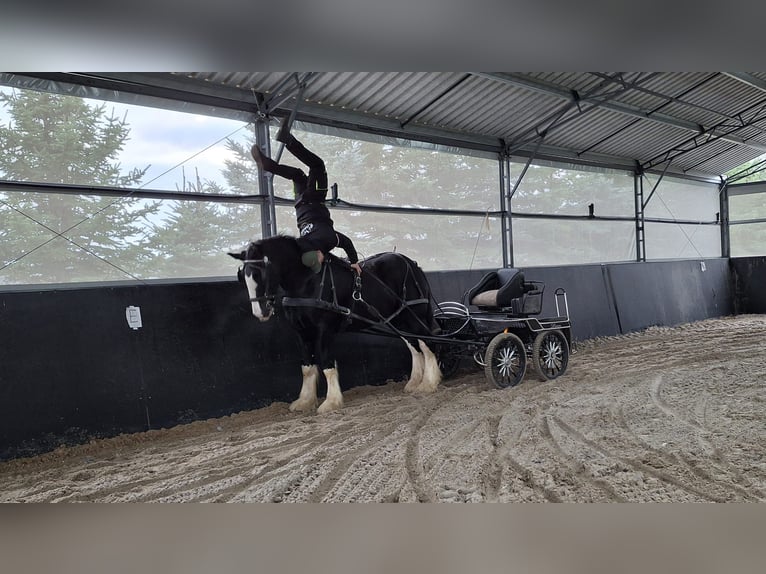 Shire Horse Étalon 3 Ans 190 cm Pinto in Siedlce