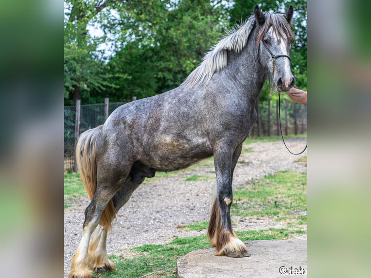 Shire Horse Étalon 3 Ans Gris in roma