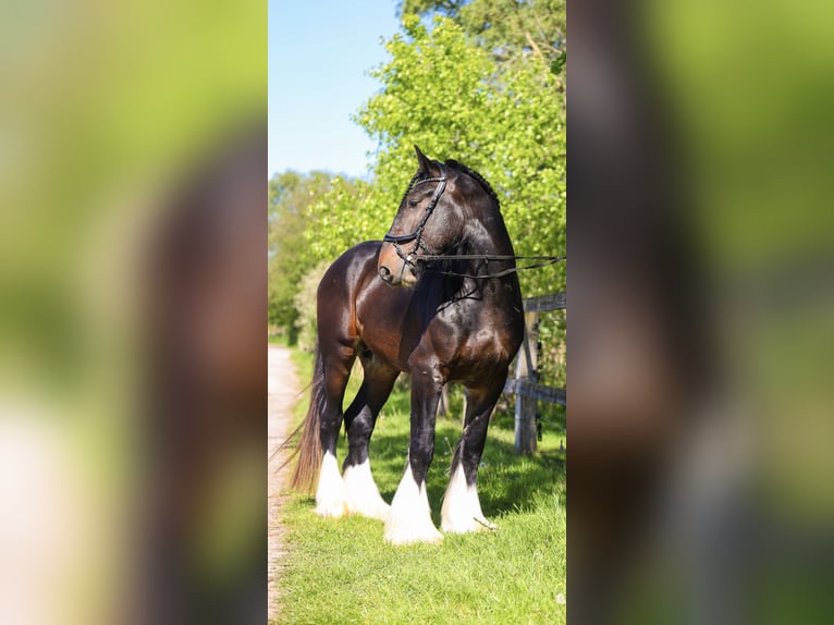 Shire Horse Étalon 4 Ans 173 cm Bai brun foncé in Oeselgem
