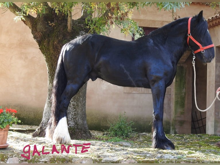 Shire Horse Étalon 4 Ans 184 cm Noir in Yecla De Yeltes