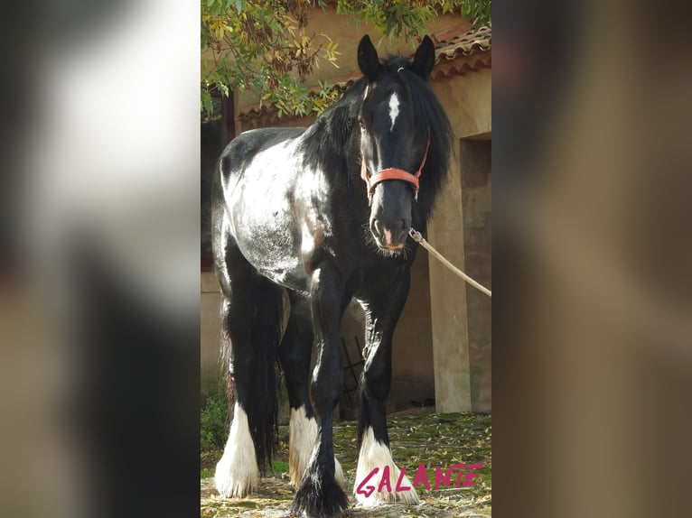 Shire Horse Étalon 4 Ans 184 cm Noir in Yecla De Yeltes