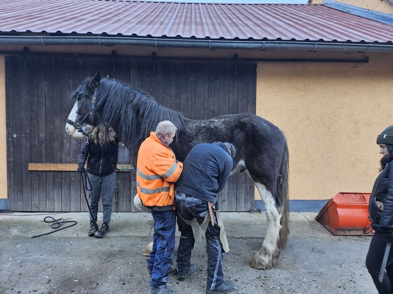 Shire Horse Croisé Étalon 5 Ans 180 cm Bai in Teublitz