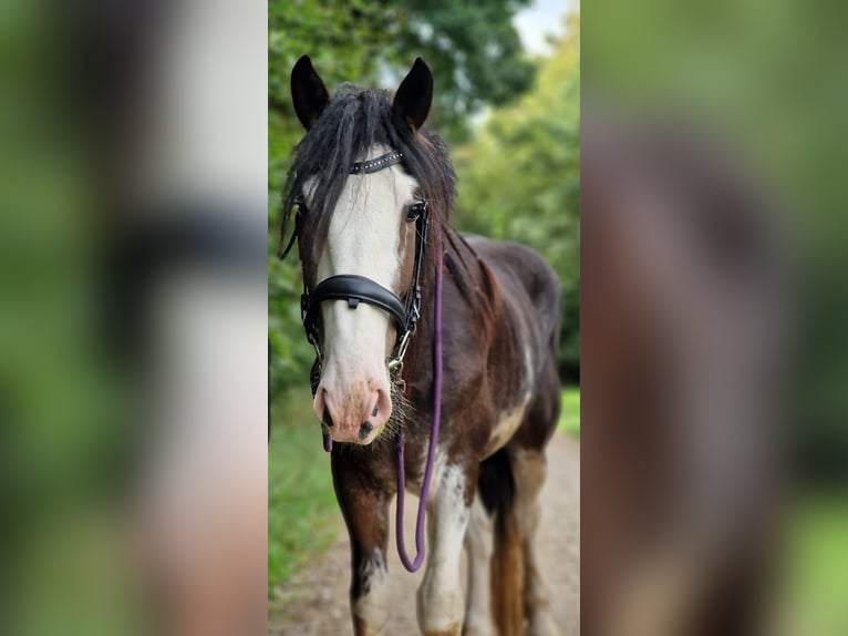 Shire Horse Croisé Étalon 5 Ans 180 cm Bai in Teublitz