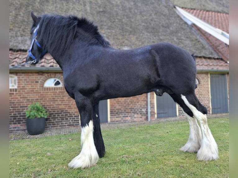 Shire Horse Étalon 6 Ans 184 cm Noir in Markelo
