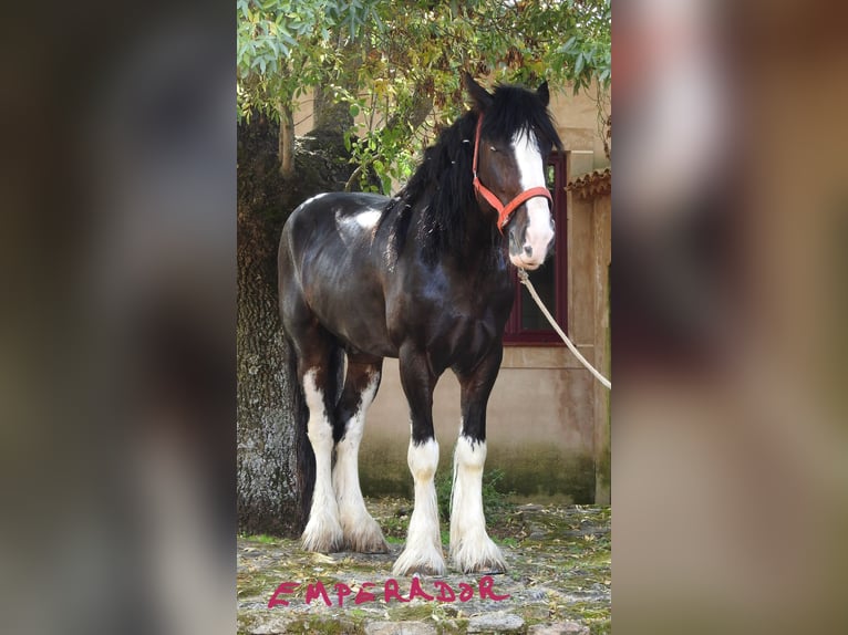 Shire Horse Étalon 6 Ans 187 cm Bai in Yecla De Yeltes