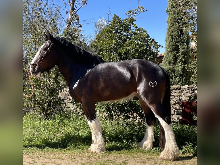 Shire Horse Étalon 6 Ans 187 cm Bai in Yecla De Yeltes