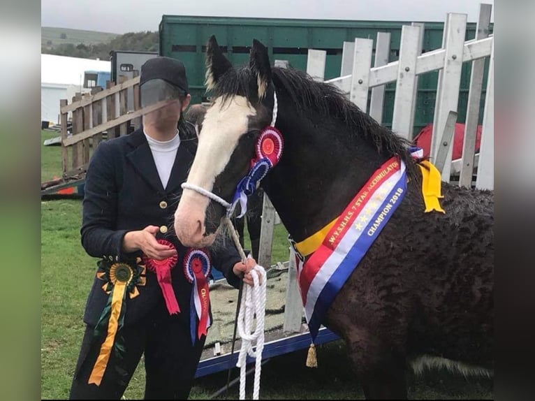 Shire Horse Étalon 6 Ans Bai brun foncé in Kolberg