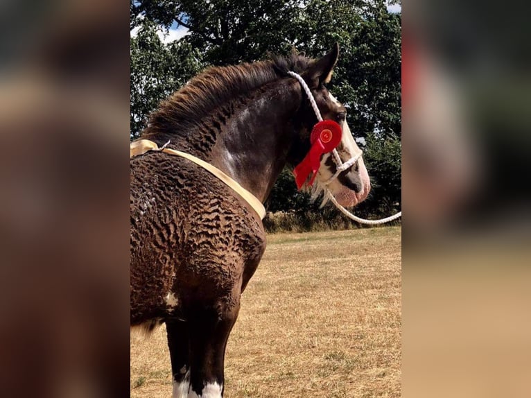 Shire Horse Étalon 6 Ans Bai brun foncé in Kolberg