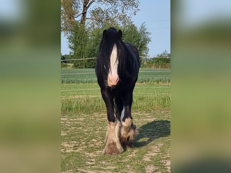 Shire Horse Étalon 6 Ans Bai brun foncé in Kolberg