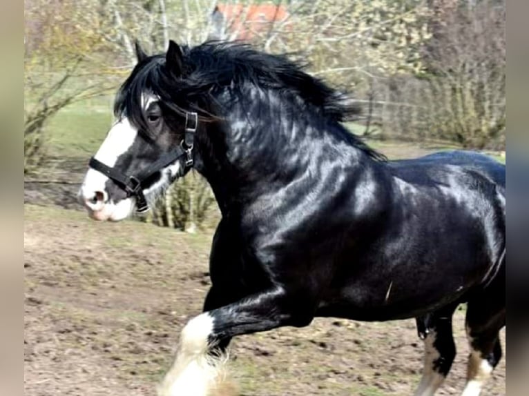 Shire Horse Étalon 6 Ans Bai brun foncé in Kolberg