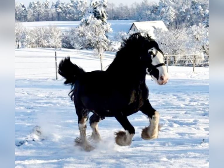 Shire Horse Étalon 6 Ans Bai brun foncé in Kolberg