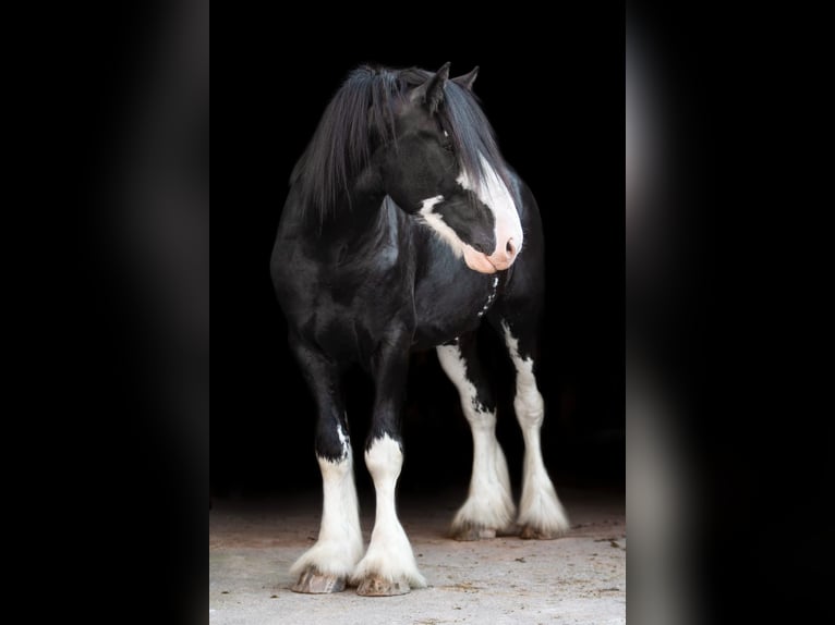 Shire Horse Étalon 6 Ans Bai brun foncé in Kolberg