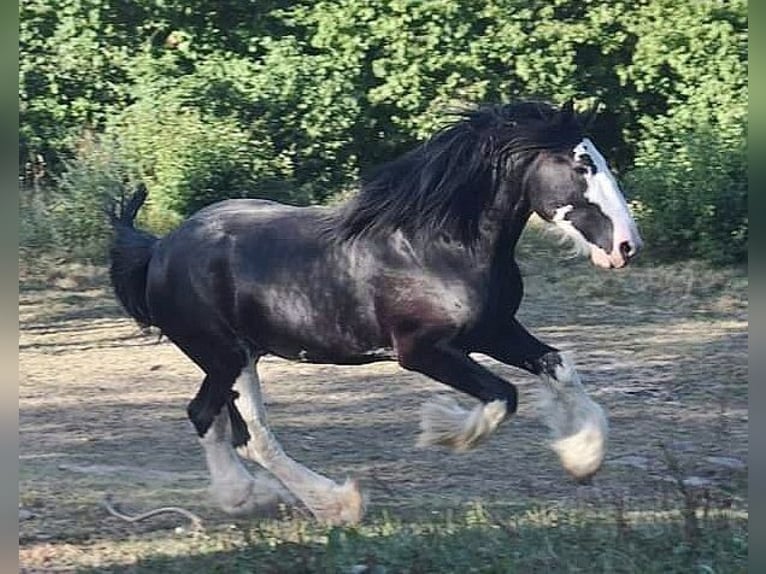 Shire Horse Étalon 6 Ans Bai brun foncé in Kolberg