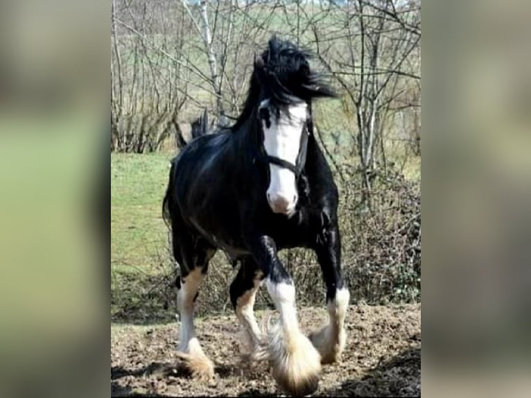 Shire Horse Étalon 6 Ans Bai brun foncé in Kolberg